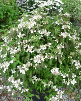 Tenuifolia - Hydrangea serrata