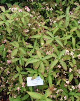 Thumbergii - Hydrangea serrata