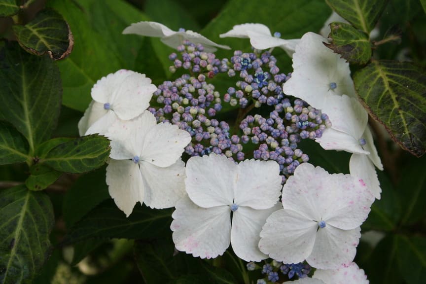 Tokyo Delight - Hydrangea serrata – Image 2
