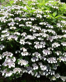 Tokyo Delight - Hydrangea serrata