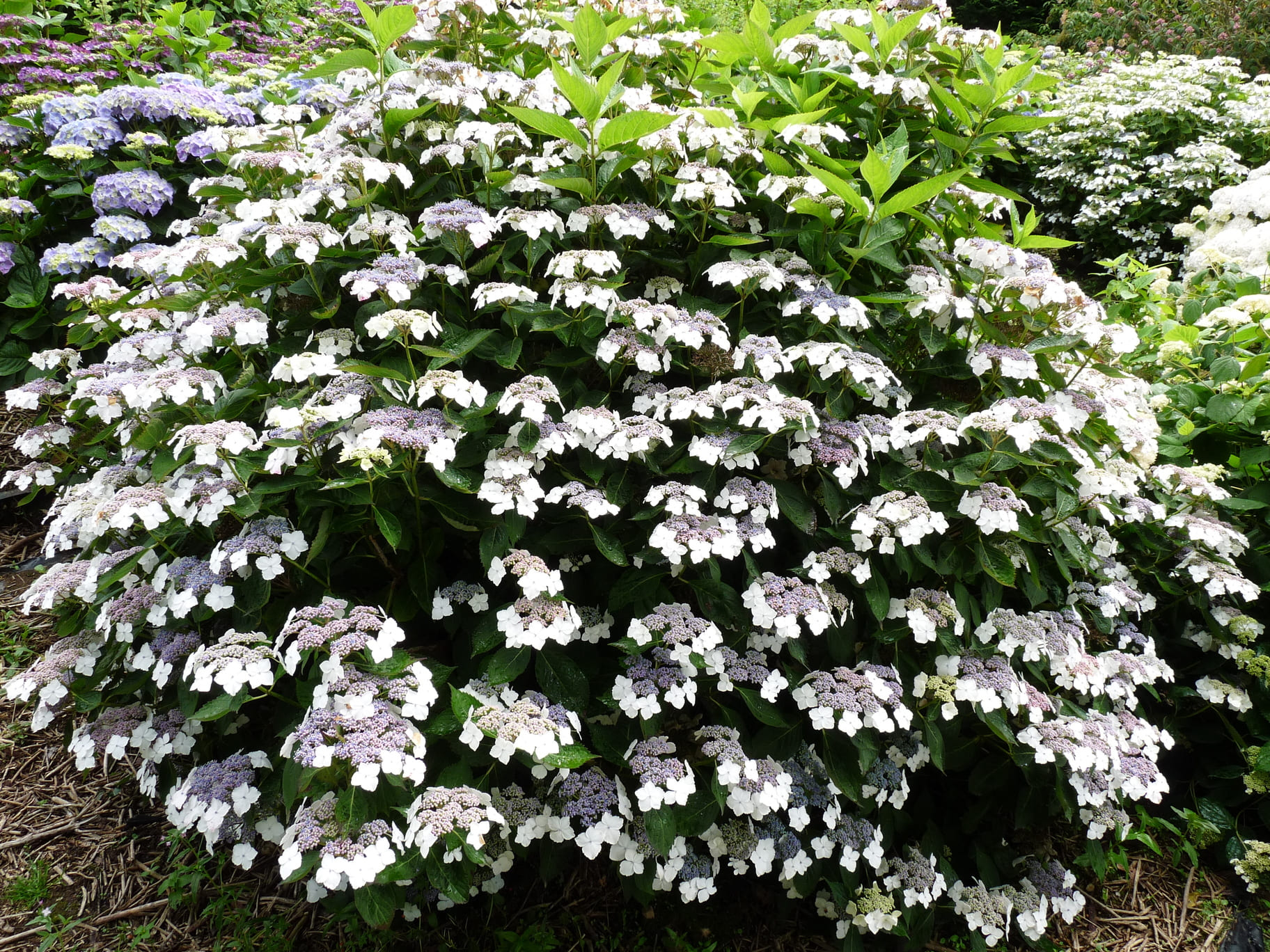 Tokyo Delight - Hydrangea serrata – Image 3