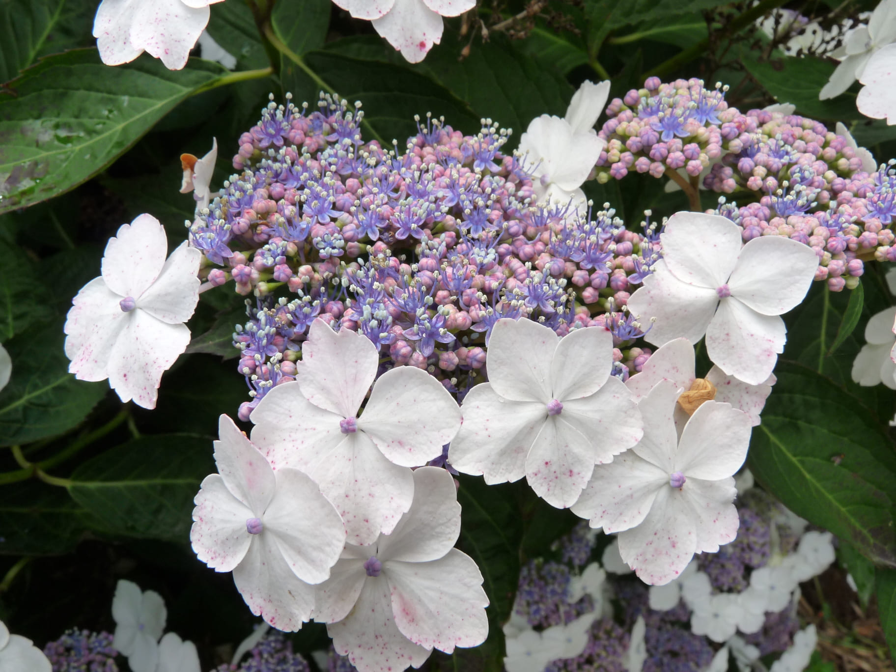Tokyo Delight - Hydrangea serrata