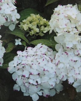 Warabe - Hydrangea serrata