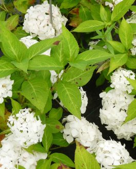 Warabe - Hydrangea serrata