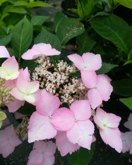 Water saphir - Hydrangea serrata