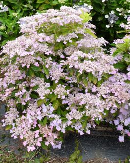 Water saphir - Hydrangea serrata