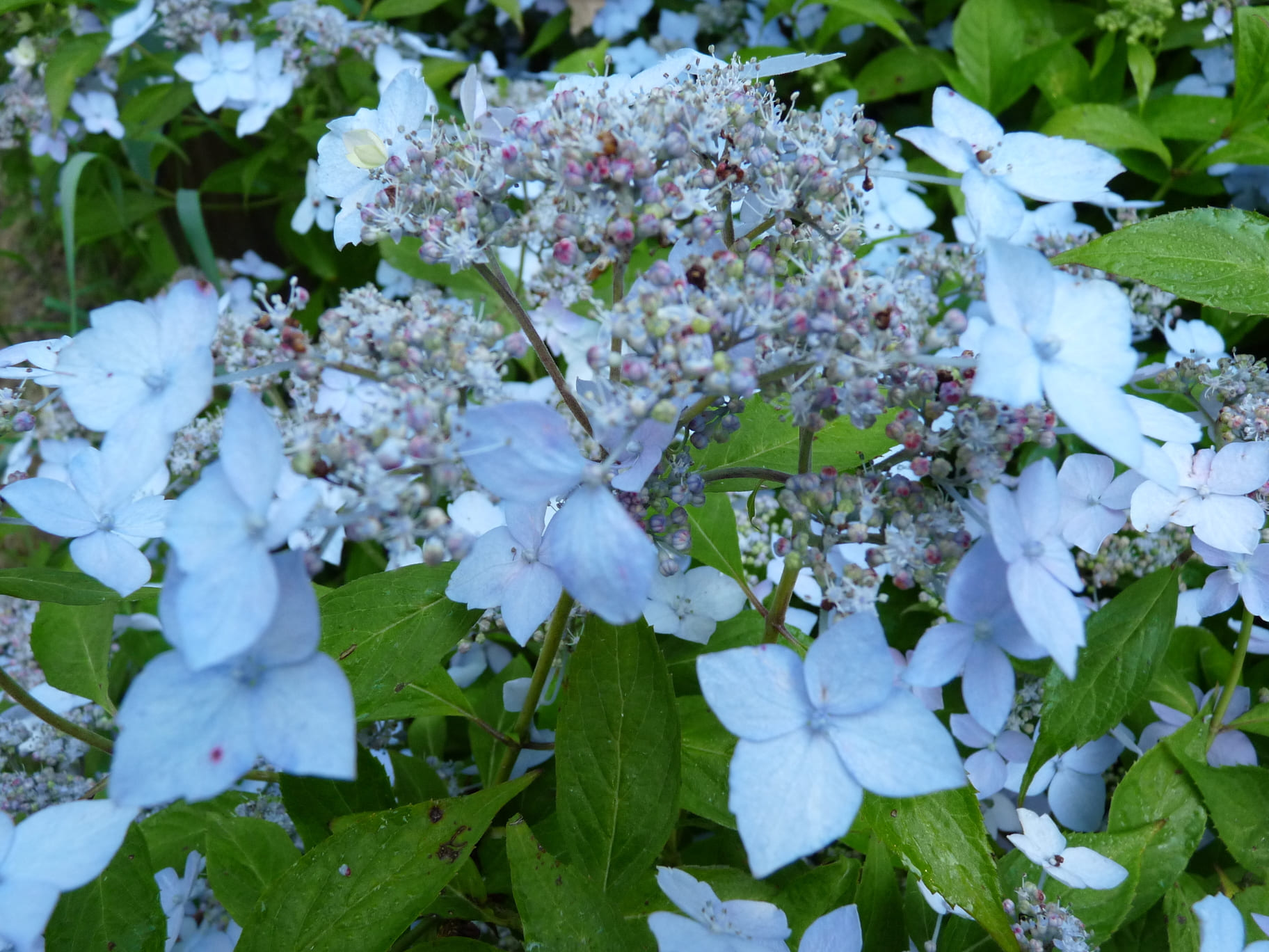 Wilsonii - Hydrangea serrata – Image 2