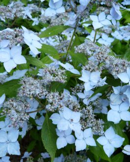 Wilsonii - Hydrangea serrata