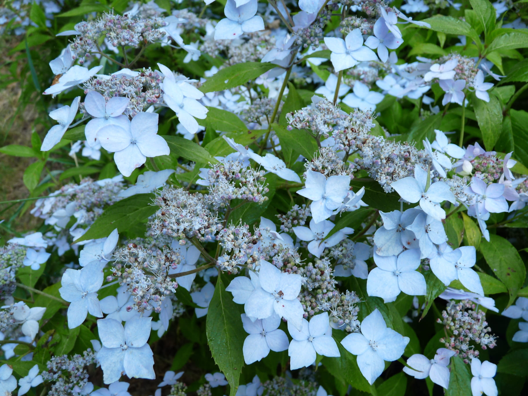 Wilsonii - Hydrangea serrata