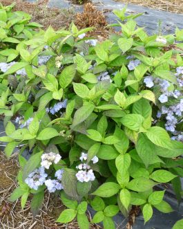 Yae no-amacha - Hydrangea serrata