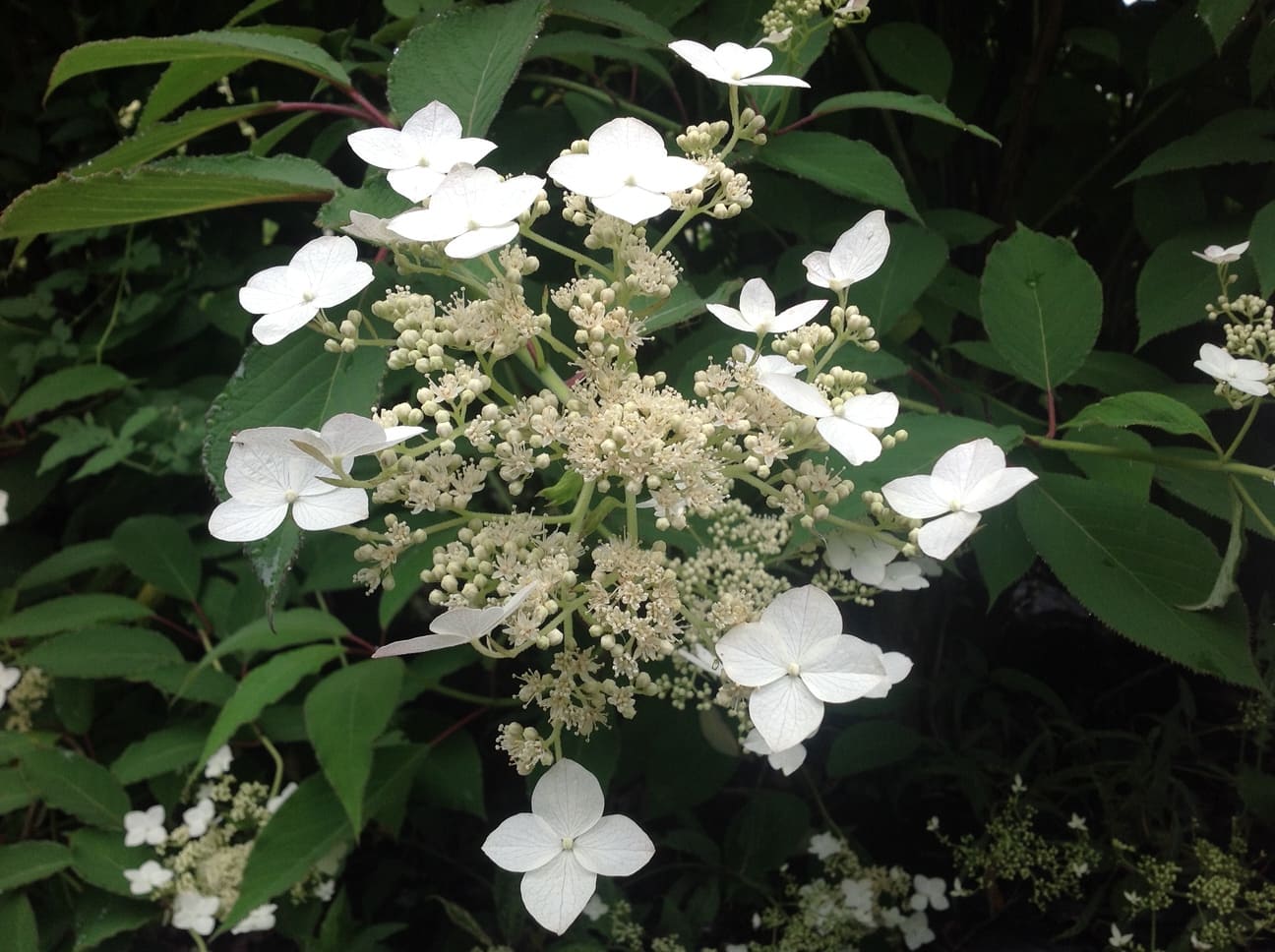 Snowcap - Hydrangea heteromalla – Image 2
