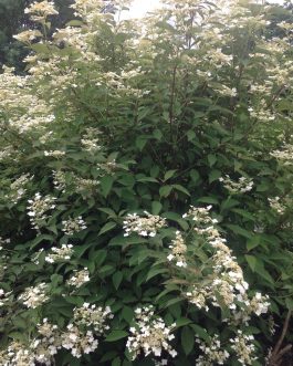 Snow cap - Hydrangea heteromalla