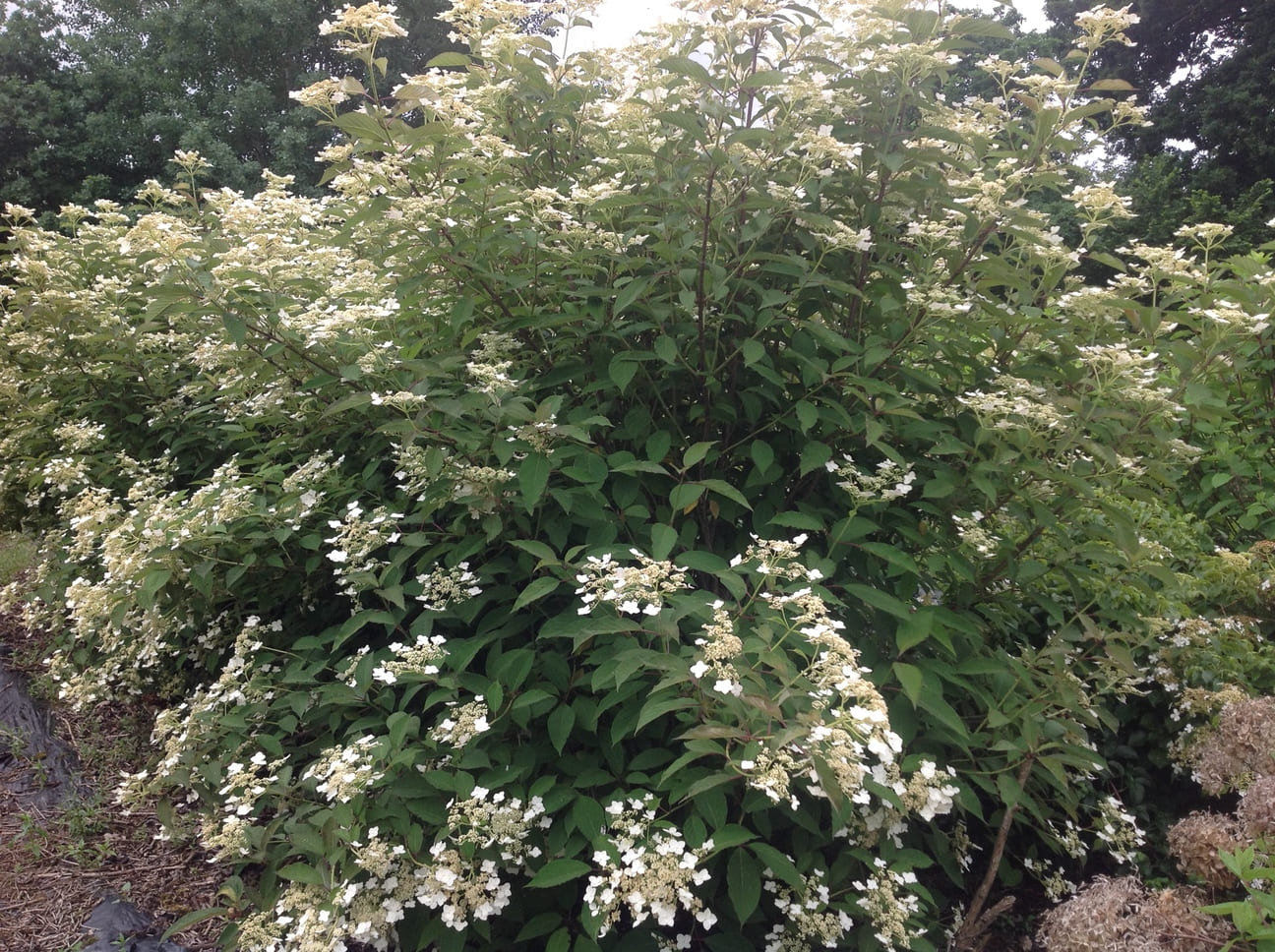 Snowcap - Hydrangea heteromalla