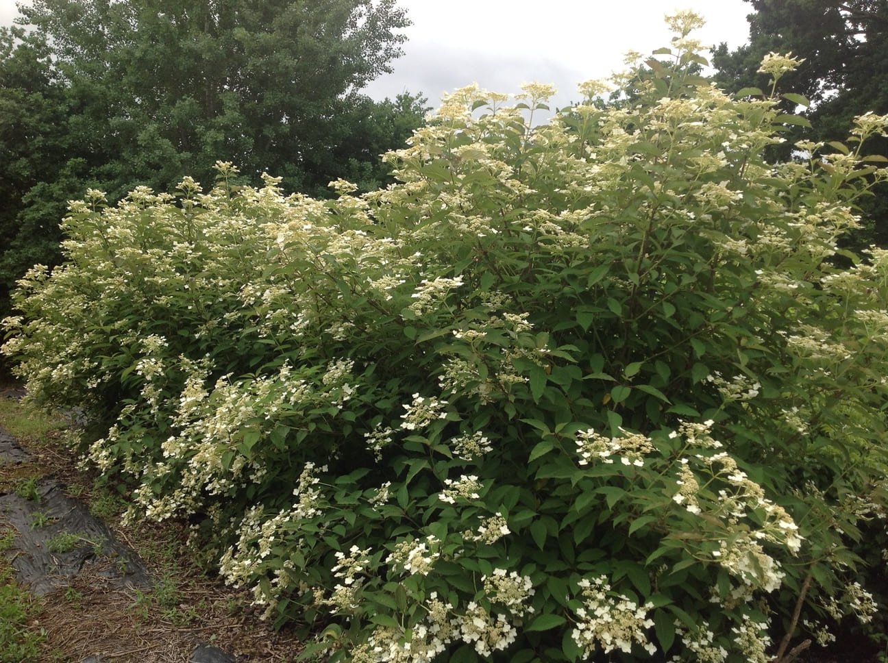 Snowcap - Hydrangea heteromalla – Image 3