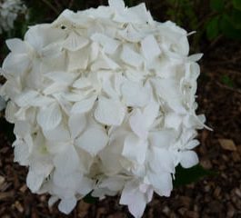 Thomas Hogg - Hydrangea macrophylla (Fleurs rondes)