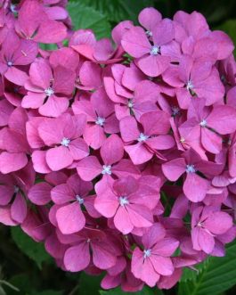 Aarburg - Hydrangea macrophylla (Fleurs rondes)