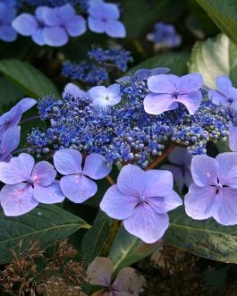 Hortulanus Witte - Hydrangea macrophylla (Fleurs plates)