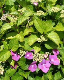 King Fisher - Hydrangea macrophylla (Fleurs plates)