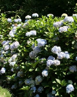 Seascape - Hydrangea macrophylla (Fleurs rondes)