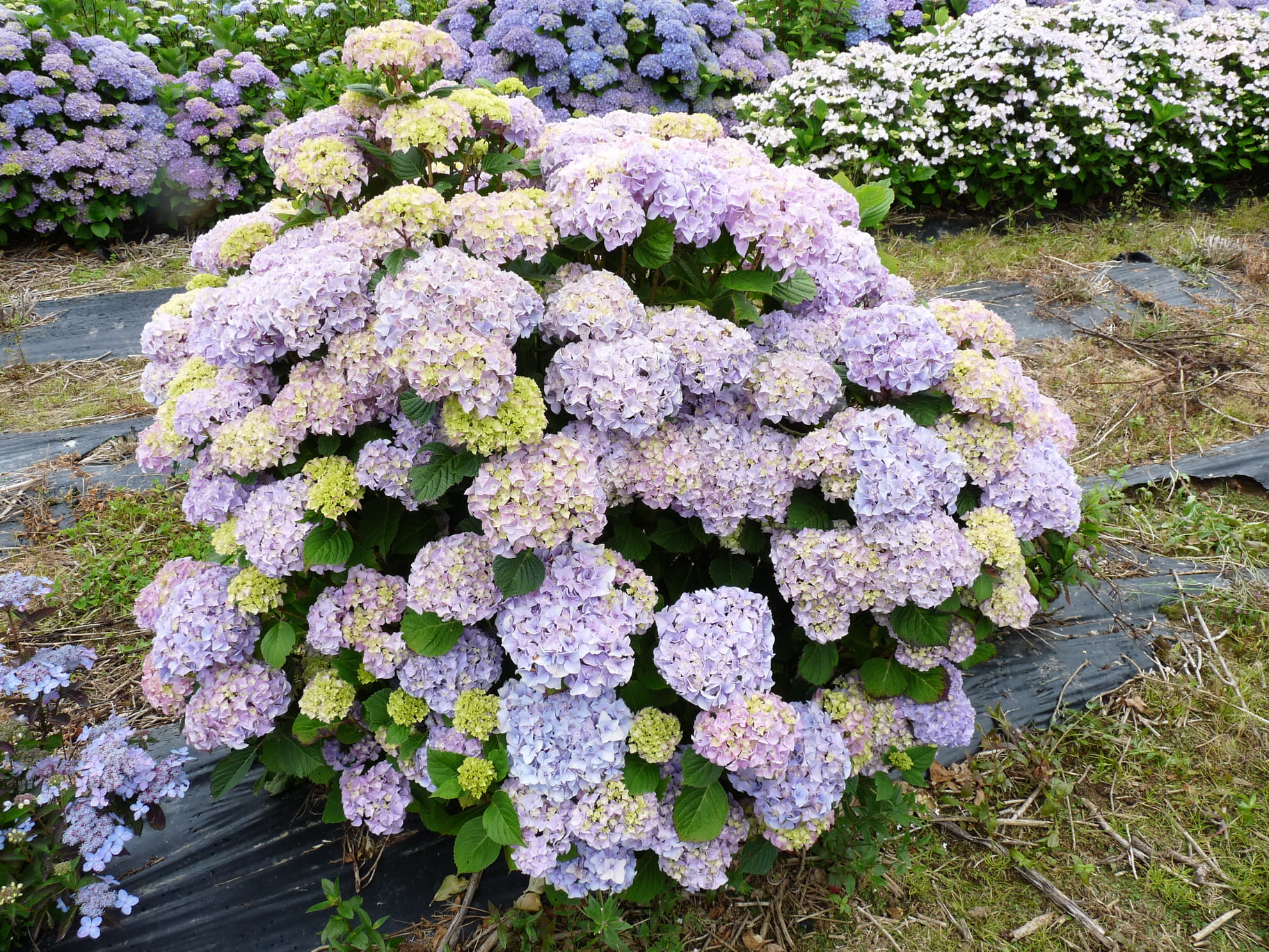 Yvonne Cayeux - Hydrangea macrophylla (Fleurs rondes) – Image 2