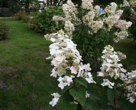 Burgundy Lace - Hydrangea paniculata