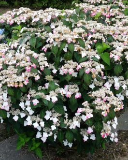 Macrosepala - Hydrangea serrata