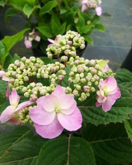 Spreading beauty - Hydrangea serrata