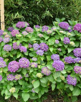 Glarnish - Hydrangea macrophylla (Fleurs rondes)