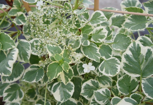 Pétiolaris Silver linning - Hydrangea Grimpant