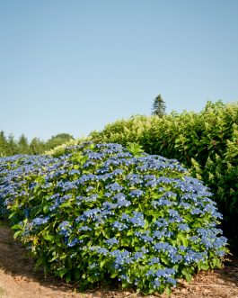 Izu no hana - Hydrangea macrophylla (Fleurs plates)