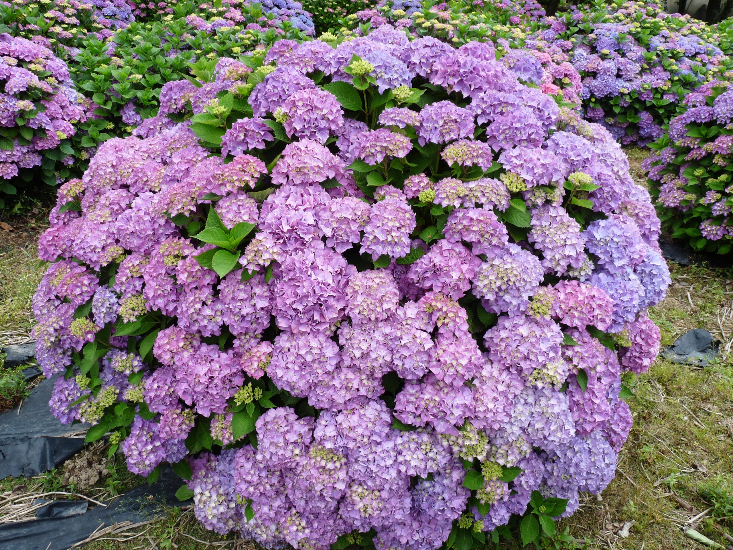 Land Express - Hydrangea macrophylla (Fleurs rondes)