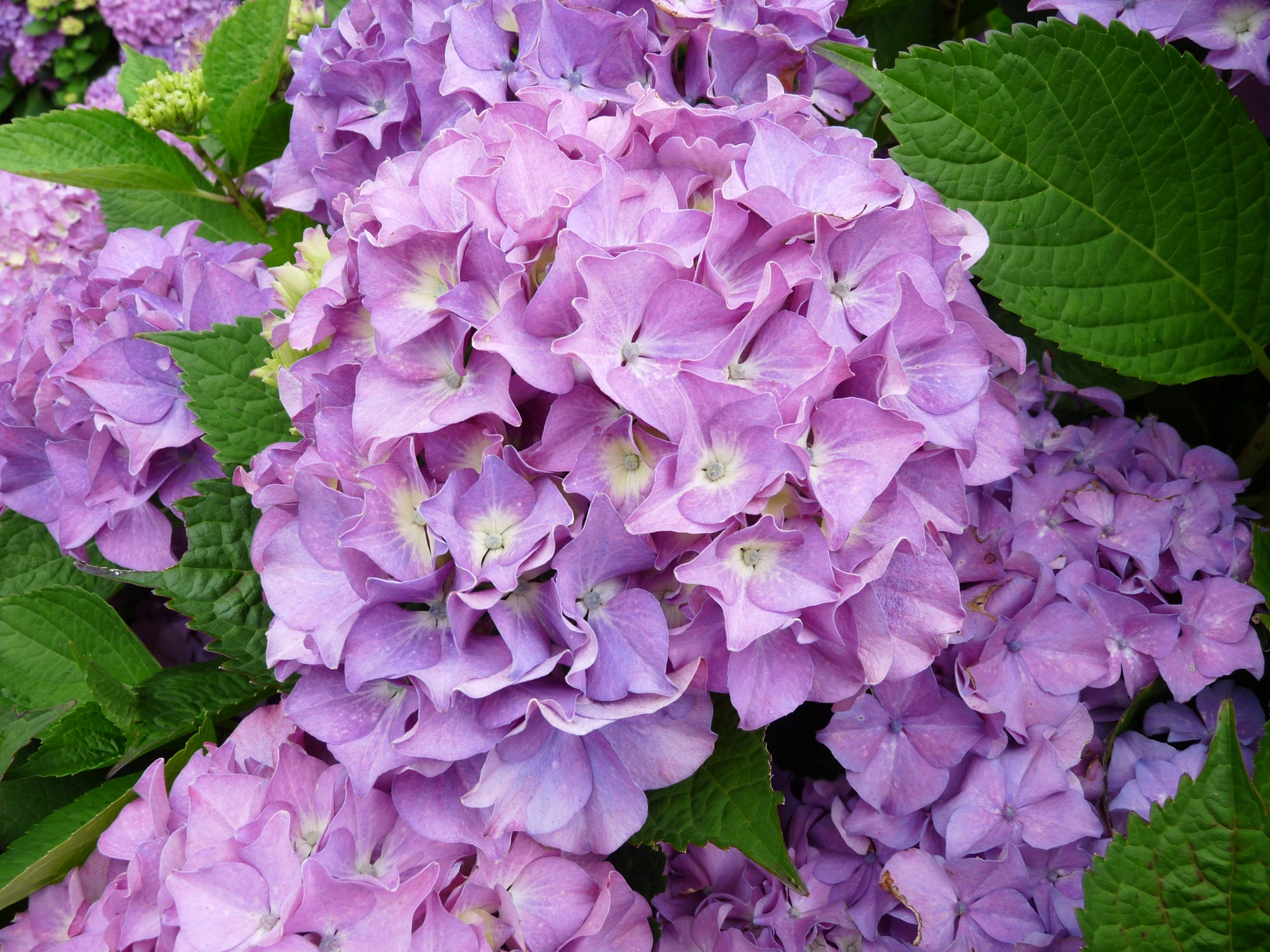 Land Express - Hydrangea macrophylla (Fleurs rondes) – Image 2