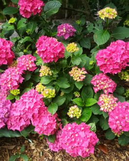 Brugg - Hydrangea macrophylla (Fleurs rondes)