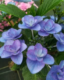 Mikawa yae - Hydrangea macrophylla (Fleurs plates)