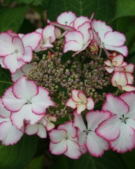 Love You Kiss - Hydrangea macrophylla (Fleurs plates)