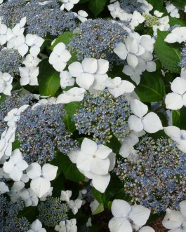 White Wave - Hydrangea macrophylla (Fleurs plates)
