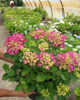 Chaperon Rouge - Hydrangea macrophylla (Fleurs rondes)