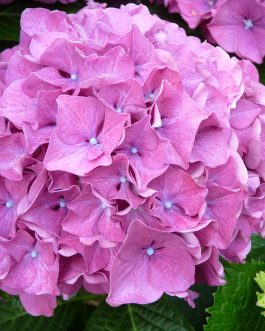 Forever pink - Hydrangea macrophylla (Fleurs rondes)