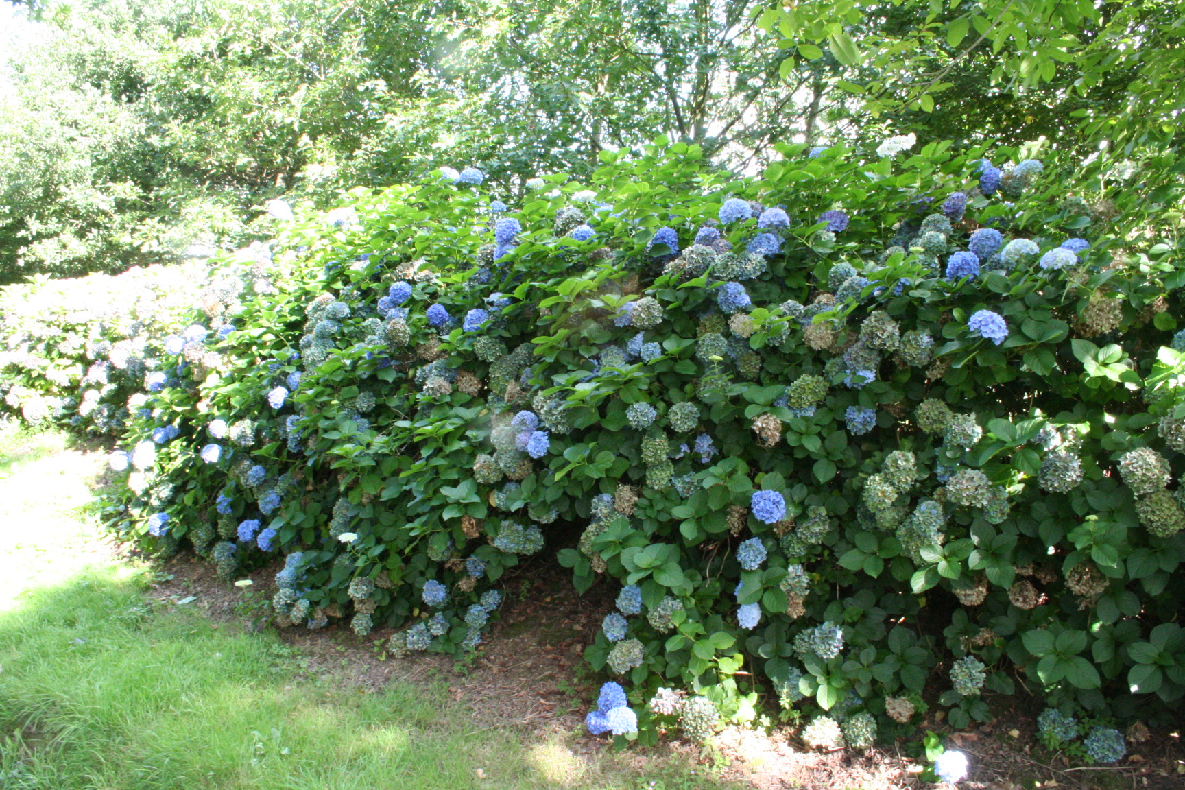Kuhnert - Hydrangea macrophylla (Fleurs rondes) – Image 2