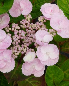 Camino - Hydrangea macrophylla (Fleurs plates)