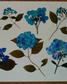 Carte postale A6 "Planche d'hortensias de collection"