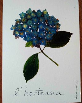 Carte postale A6 "L'hortensia de Bretagne"