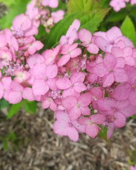 Sous un figuier - Hydrangea serrata