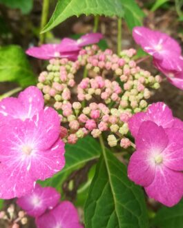 Hoi no oshi - Hydrangea serrata