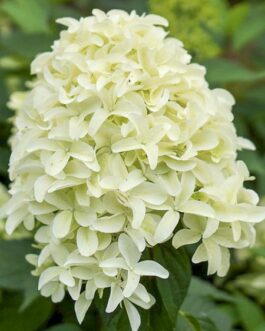 Skyfall - Hydrangea paniculata