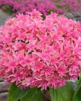 Princess Diana - Hydrangea macrophylla (Fleurs plates)